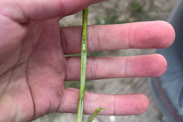 Hånd der holder hvedestrå, der er skåret op på tværs